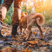 tips for hiking with a dog