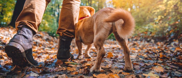 tips for hiking with a dog